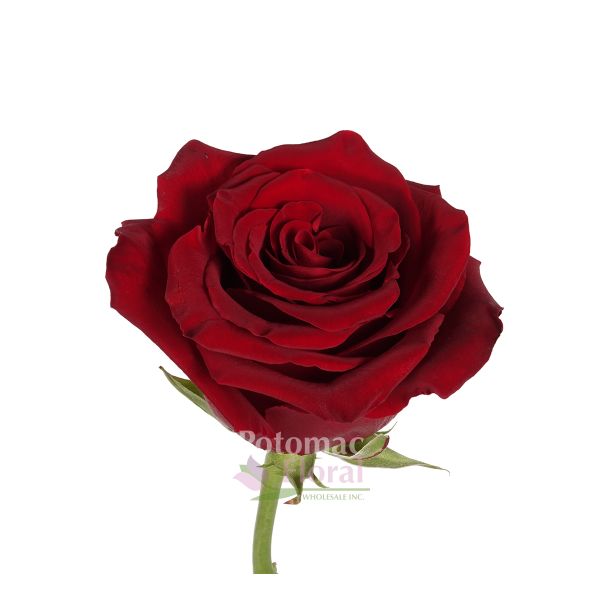 Explorer Rose Dark Red , 60 cm - Potomac Floral Wholesale